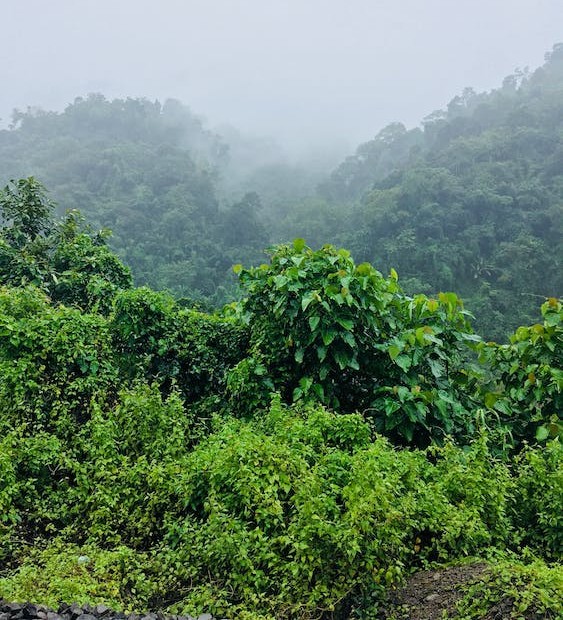 Forest Conservation Evaluation Tool