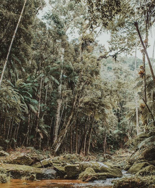 Forest Conservation Targeting Tool