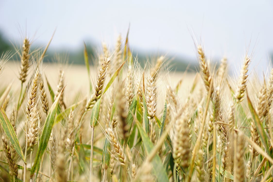 AgriSERV