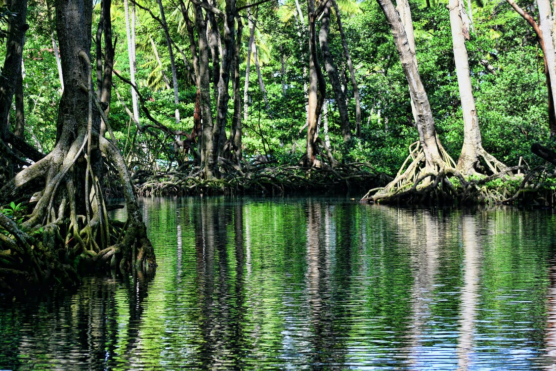 Mapping Sea Grass and Mangroves in Eastern Africa